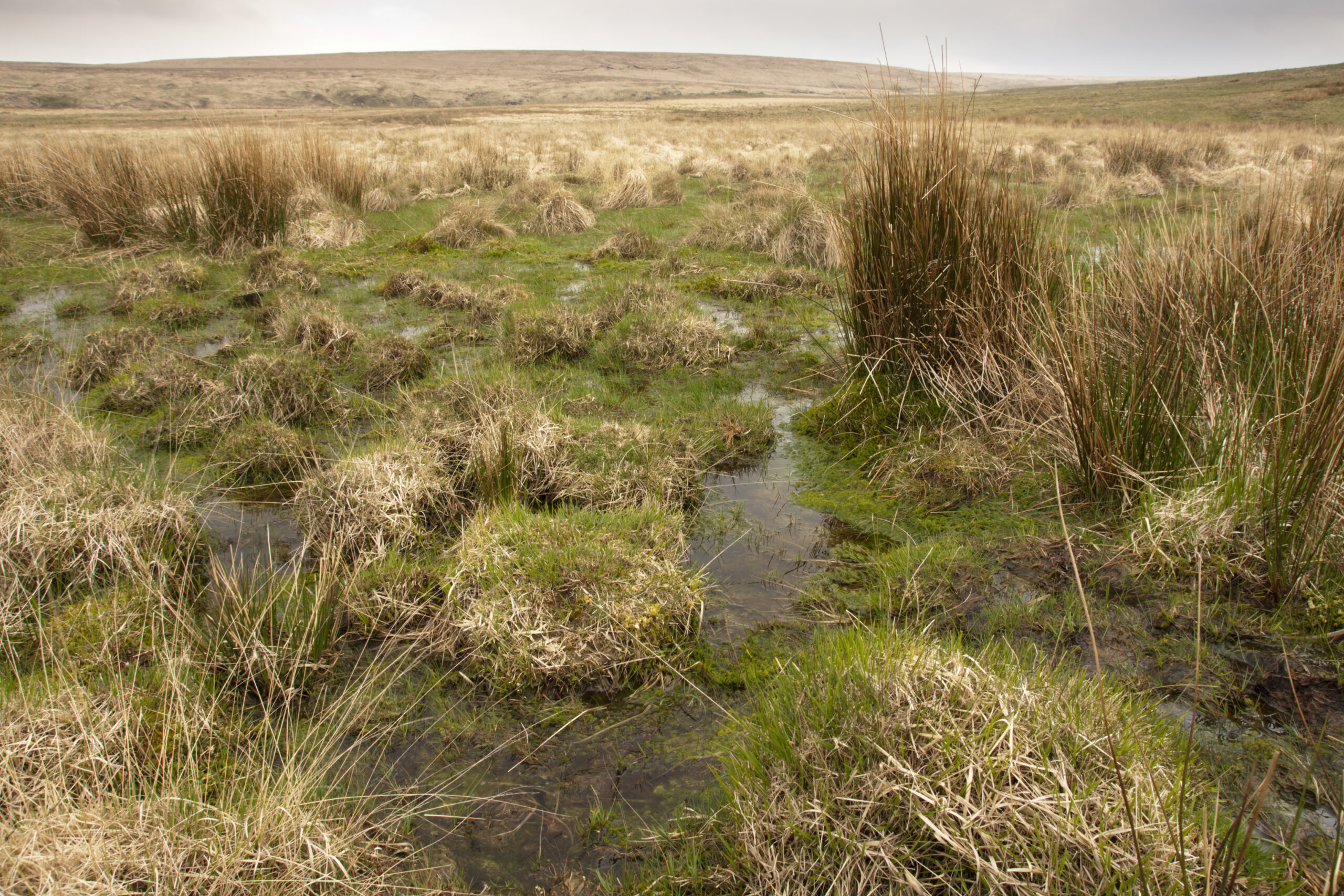 Bog on Dartmoor at Broad Marsh Bog on Dartmoor at Broad Marsh