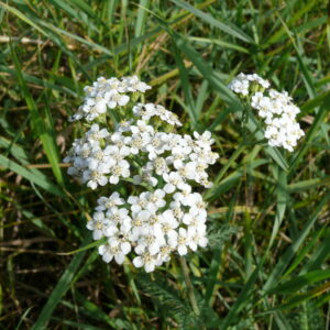 Achillea-millefolium-yarrow