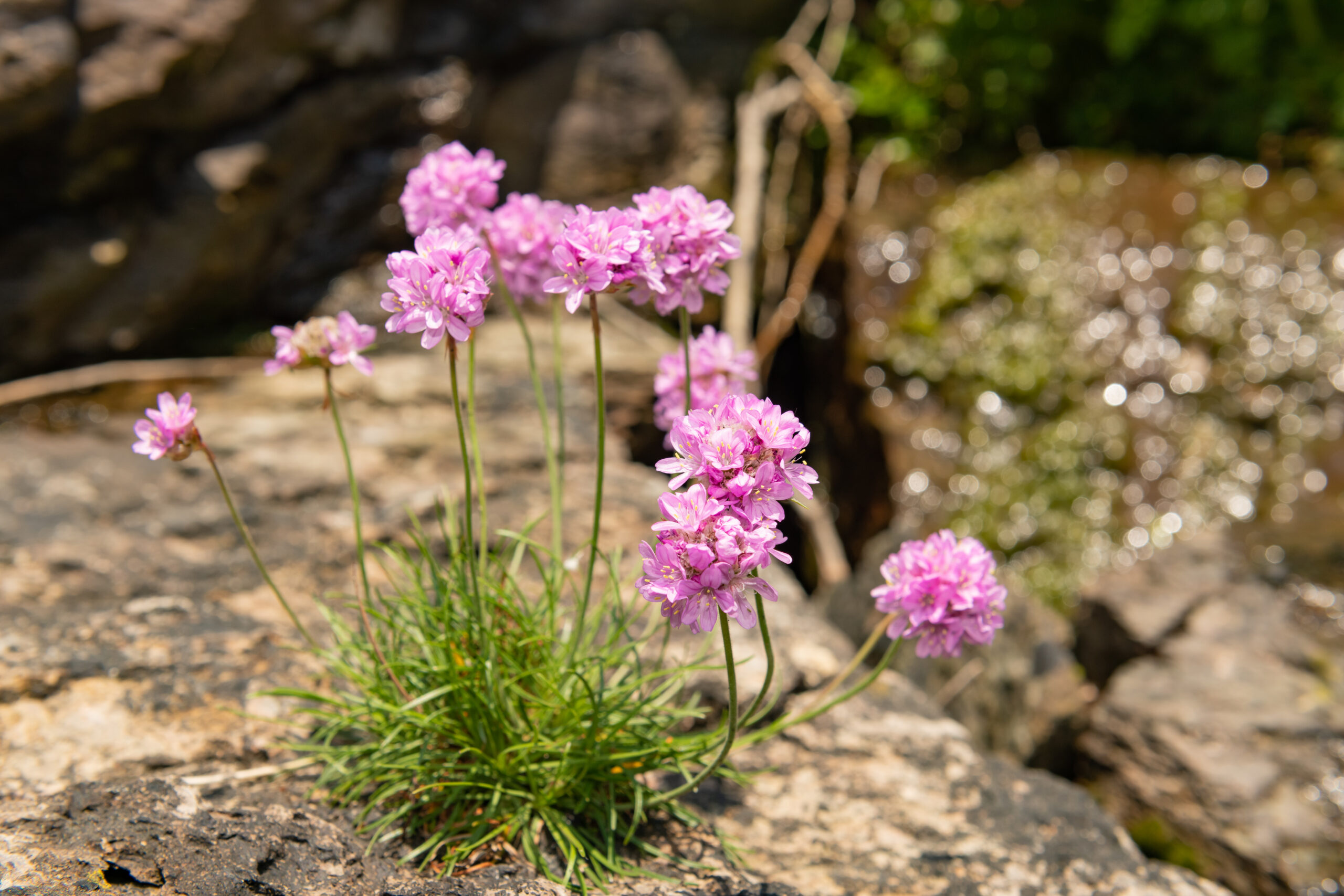 Thrift (armeria maritima) flowers Thrift (armeria maritima) flowers