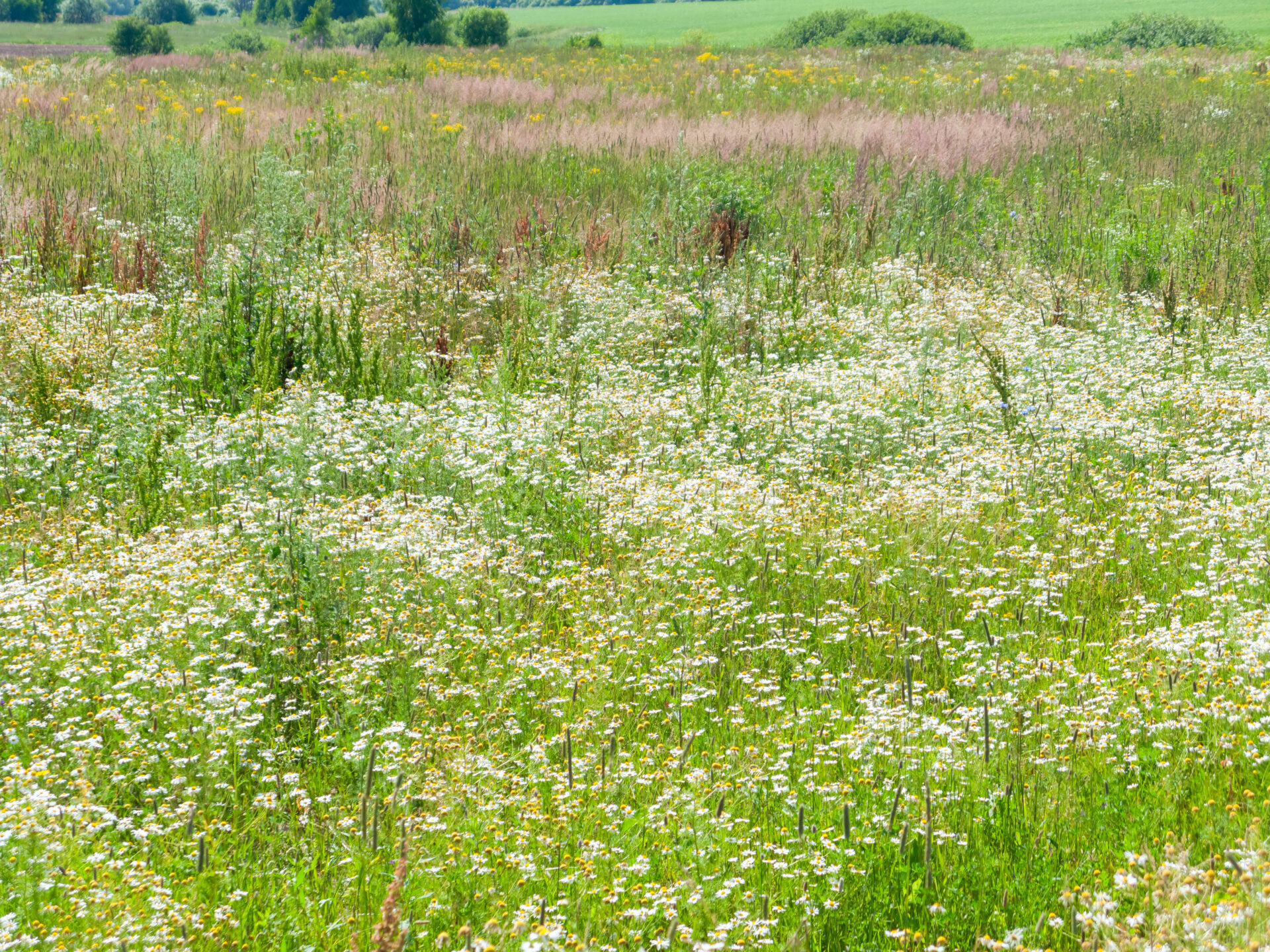 Sunny meadow with blossom carpet of ox-eye daisy flowers
