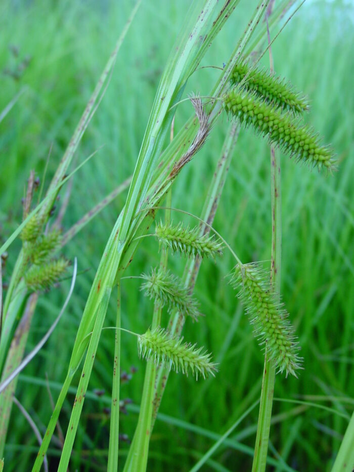 Carex-psudocyperus-cyperus-sedge