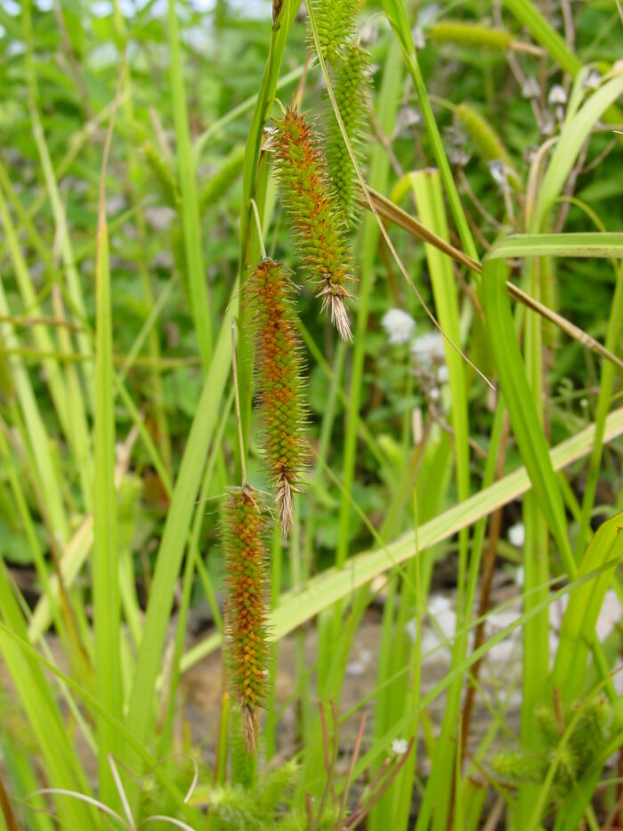 Carex-psudocyperus-cyperus-sedge