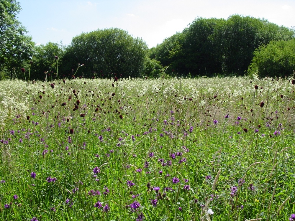 Country-Meadow-Wildflower-Mix