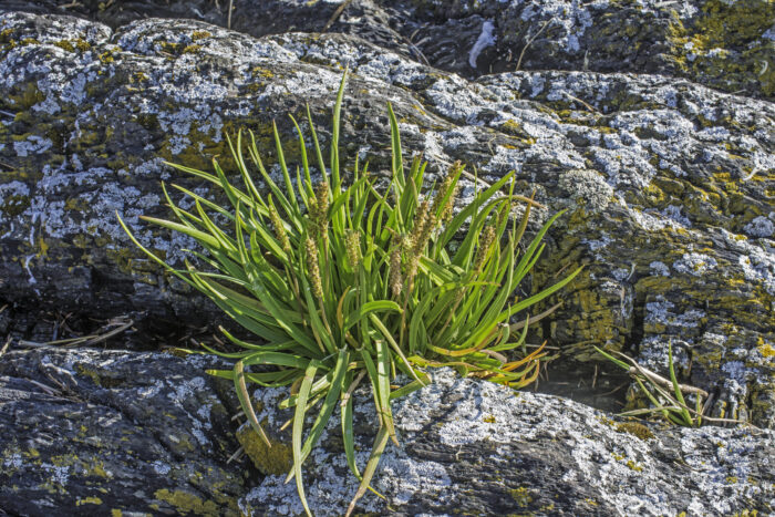 Plantago maritima, the sea plantain, seaside plantain or goose tongue, is a species of flowering plant in the plantain family Plantaginaceae. Growing on Cape Fanshaw in the Tongass National Forest of Alaska.