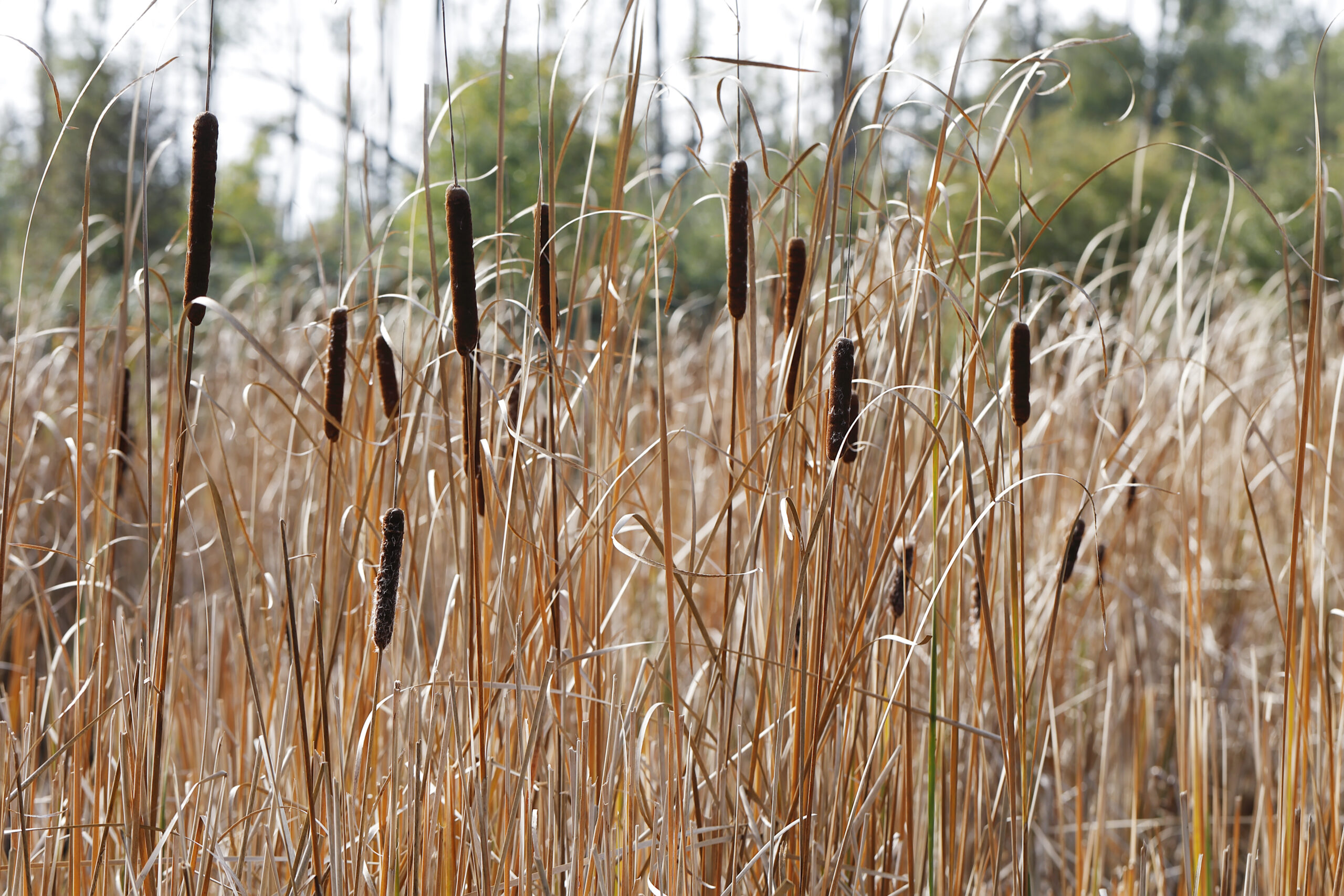 Lesser Bulrush (Typha angustifolia) Lesser Bulrush (Typha angustifolia)