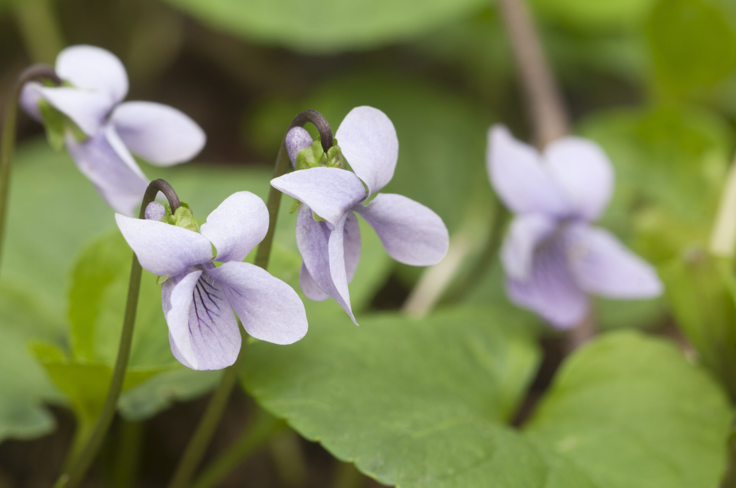 Viola palustris (marsh violet) Viola palustris (marsh violet)