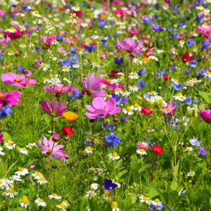 100% Wildflower Mix