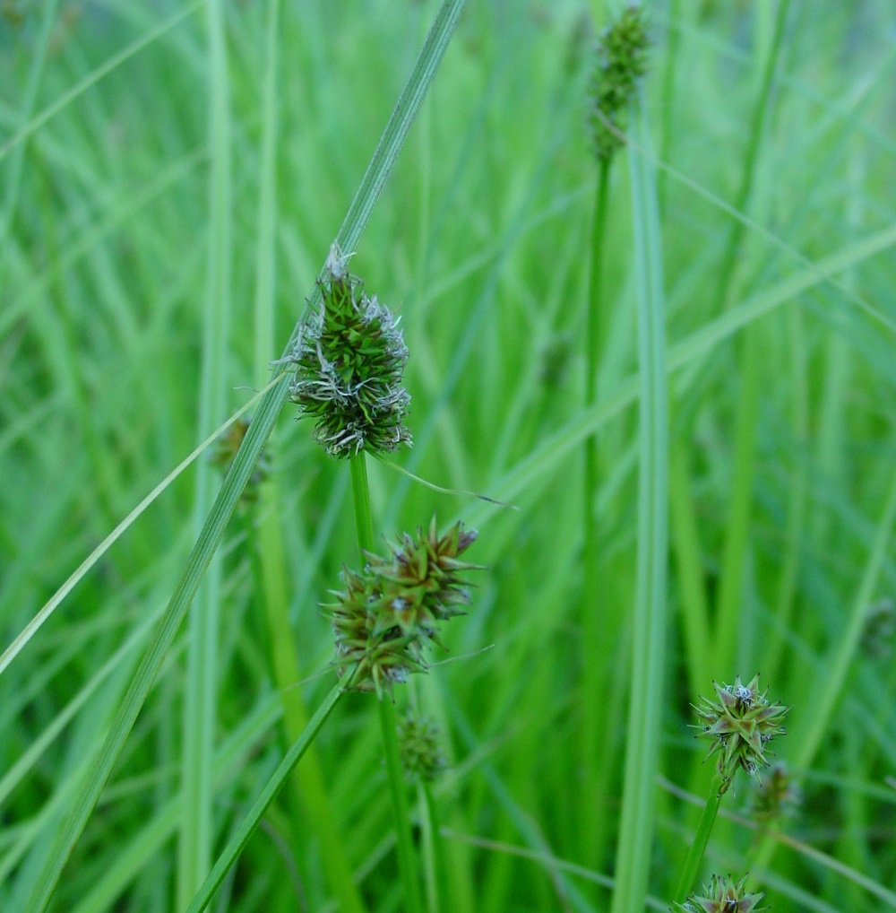 false-fox-sedge
