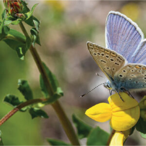 Butterfly on flower