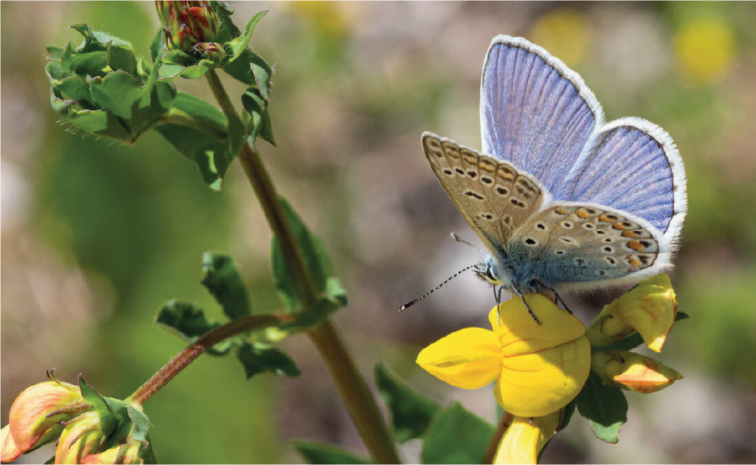 Butterfly on flower