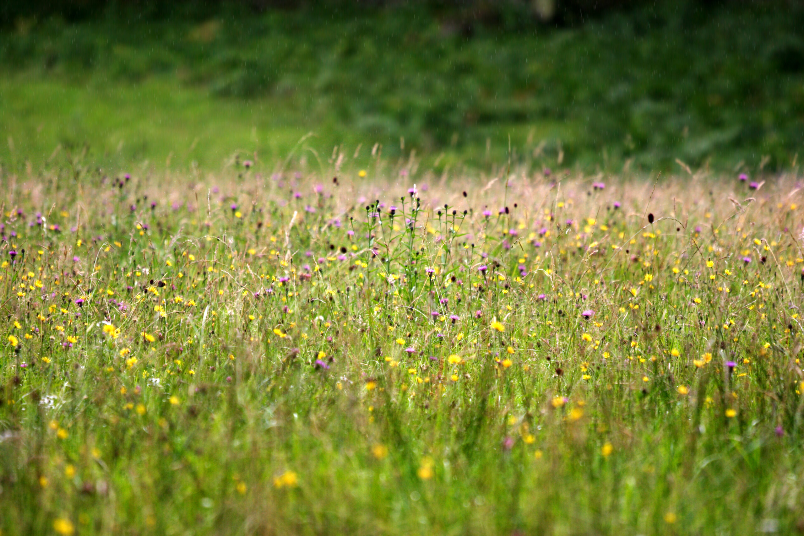 Summer Meadow